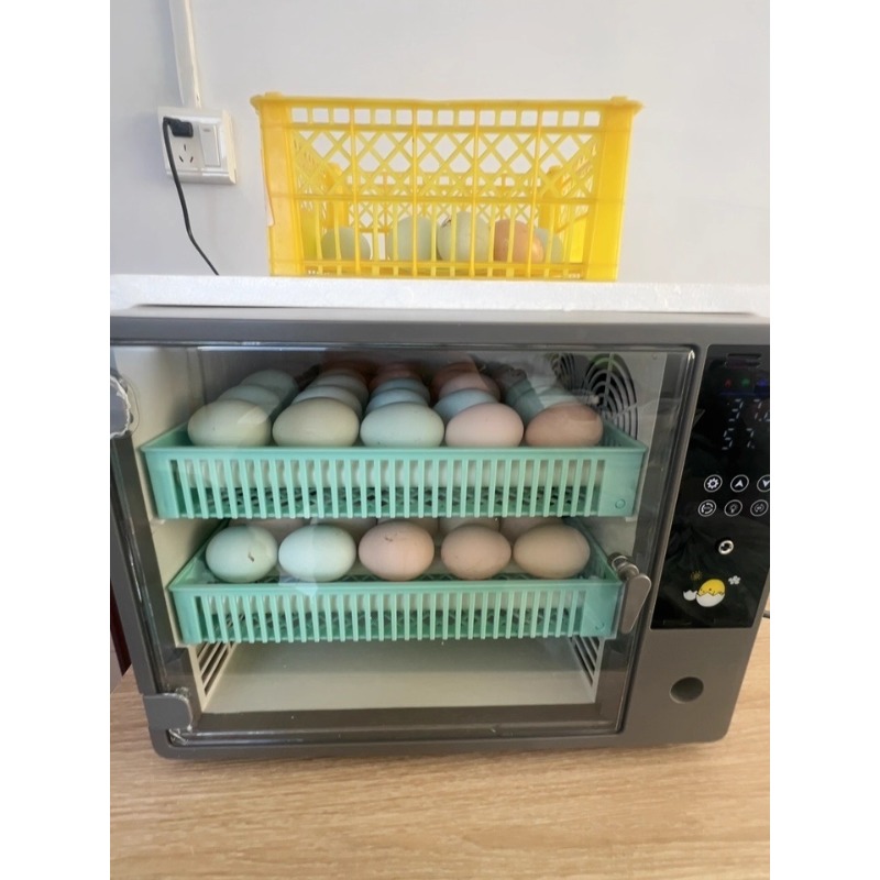 Factory Direct 2026 Fully Auto - Quail Egg Incubator review and price